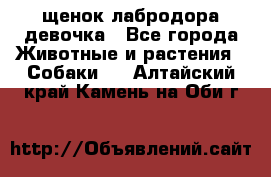 щенок лабродора девочка - Все города Животные и растения » Собаки   . Алтайский край,Камень-на-Оби г.